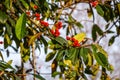 Red berries on a Cotoneaster or Ã¢â¬ËCornubiaÃ¢â¬â¢ tree in the winter sunlight Royalty Free Stock Photo